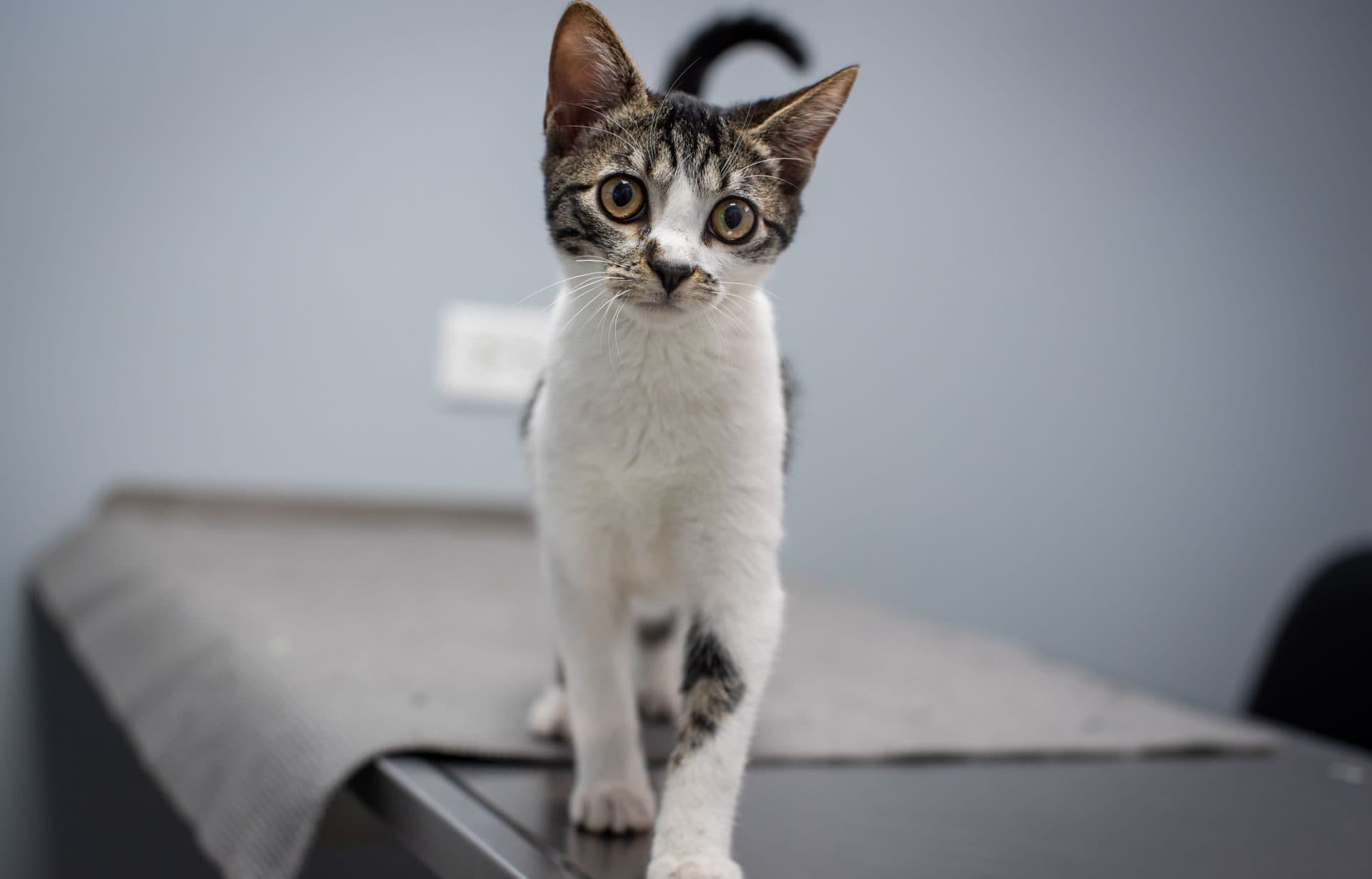Small tabby-and-white kitten standing on a dark veterinary examination table with a gray rubber mat, facing the camera; the table's lower front edge is out of frame against a plain light blue-gray clinic wall